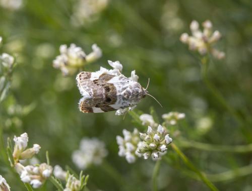 Acontia lucida